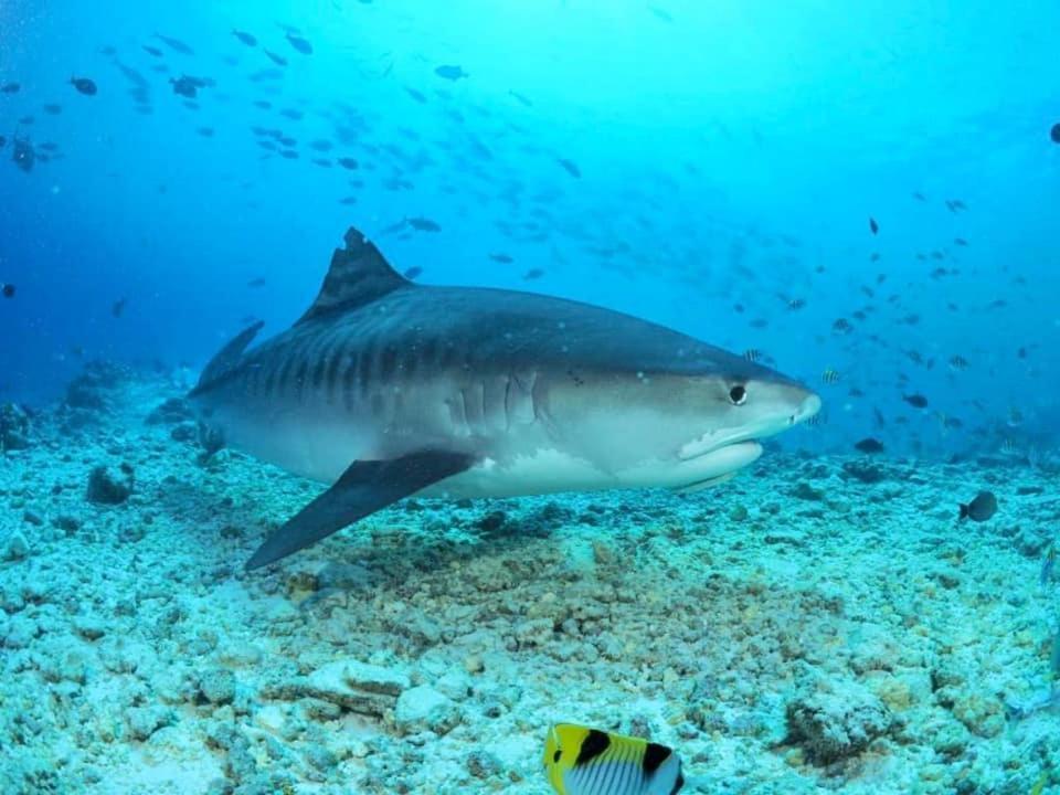 Endhaa, Divers Home Fuvahmulah 外观 照片