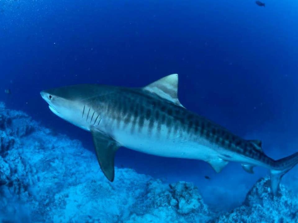 Endhaa, Divers Home Fuvahmulah 外观 照片